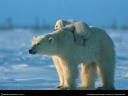 Polar Bear & Baby